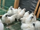 Silkie Chickens: Everything Chicken Owners Should Know